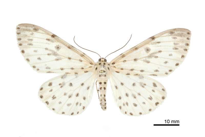 Antipercnia cordiforma Female